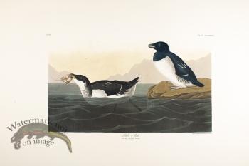 Little Auk